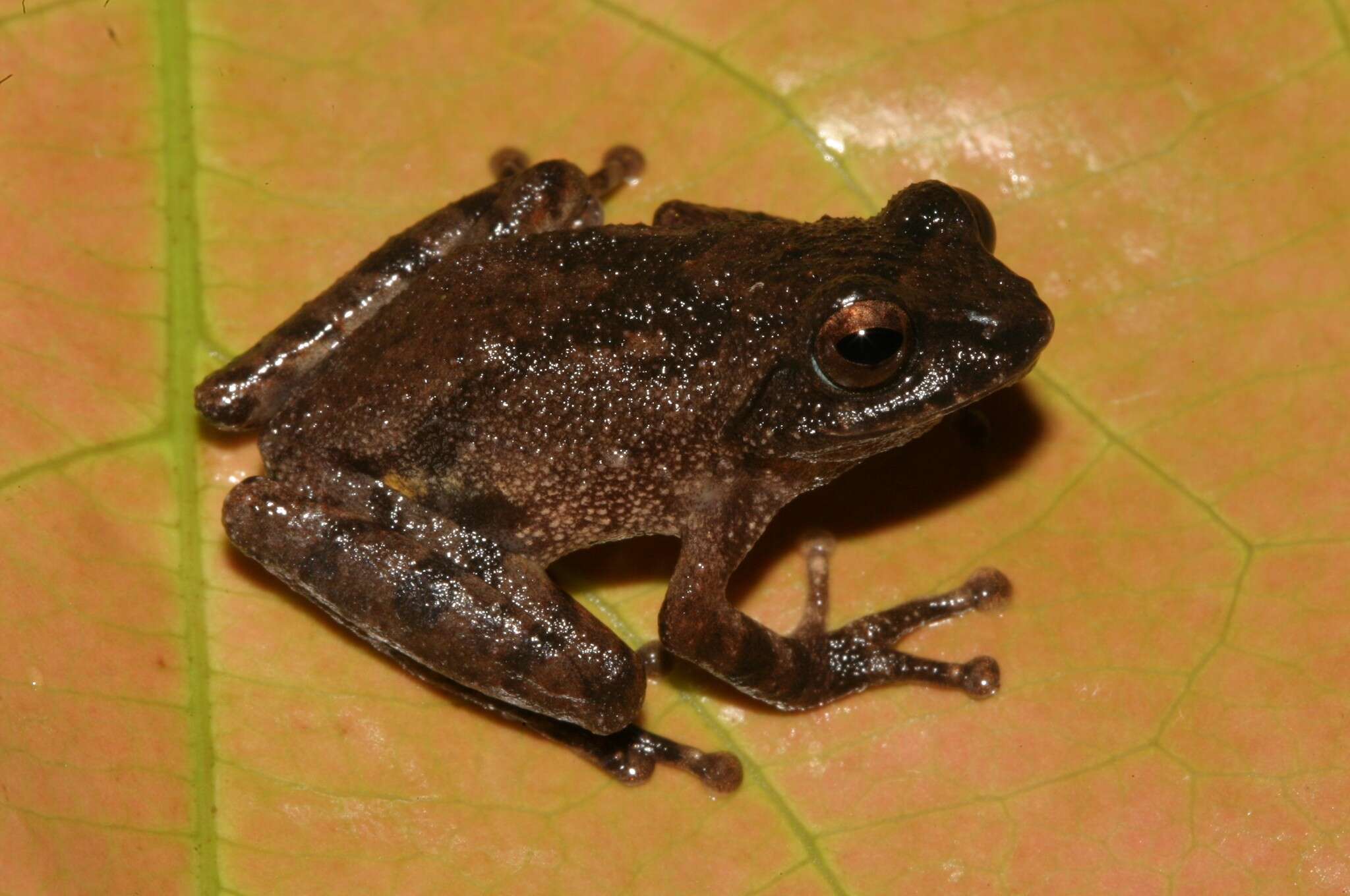 Image of Raorchestes ravii Zachariah, Dinesh, Kunhikrishnan, Das, Raju, Radhakrishnan, Palot & Kalesh 2011