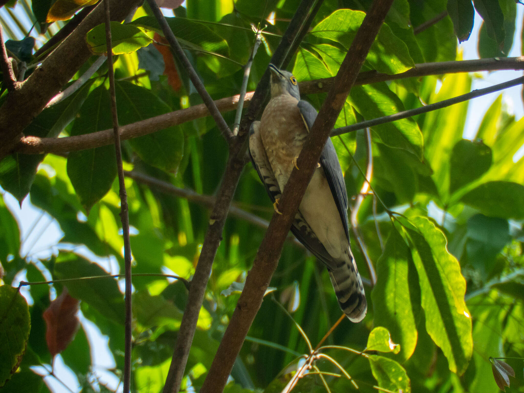 Image of Common Hawk Cuckoo