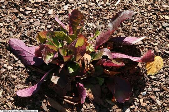 Image of lyreleaf sage