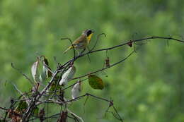 Image of Common Yellowthroat