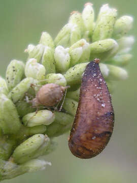 Image of Parasitoid wasp