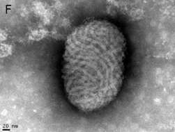 Plancia ëd Parapoxvirus