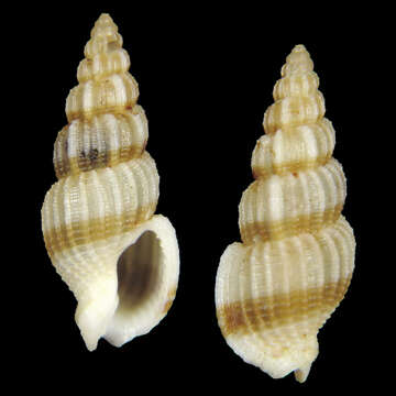 Image of Antillophos armillatus Fraussen & Poppe 2005