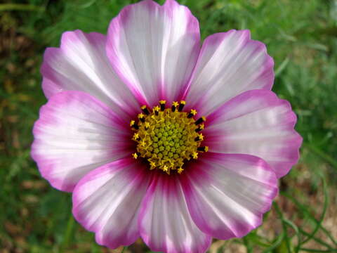 Image of garden cosmos