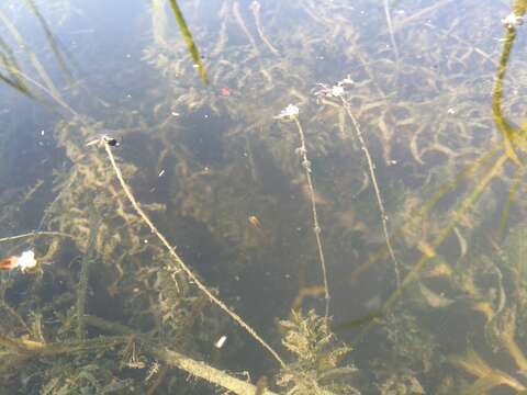 Image of western waterweed