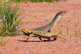 Image of Central bearded dragon