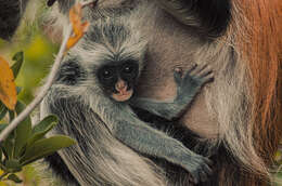 Image of Kirk's Red Colobus