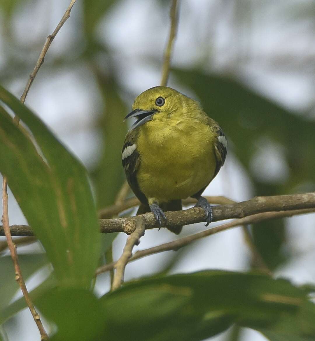 Image of Aegithina Vieillot 1816