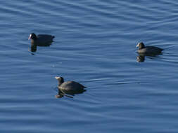 Image of Common Coot