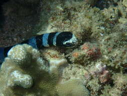 Image of Banded sea krait