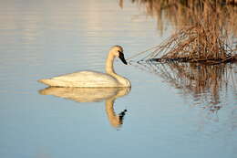 Image of Trumpeter Swan