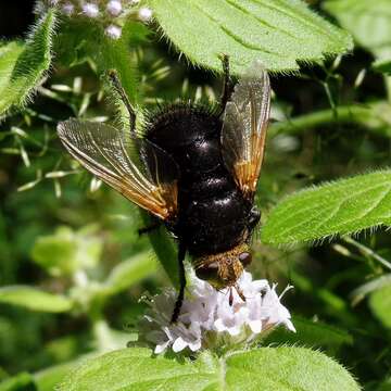 Image of giant tachinid fly