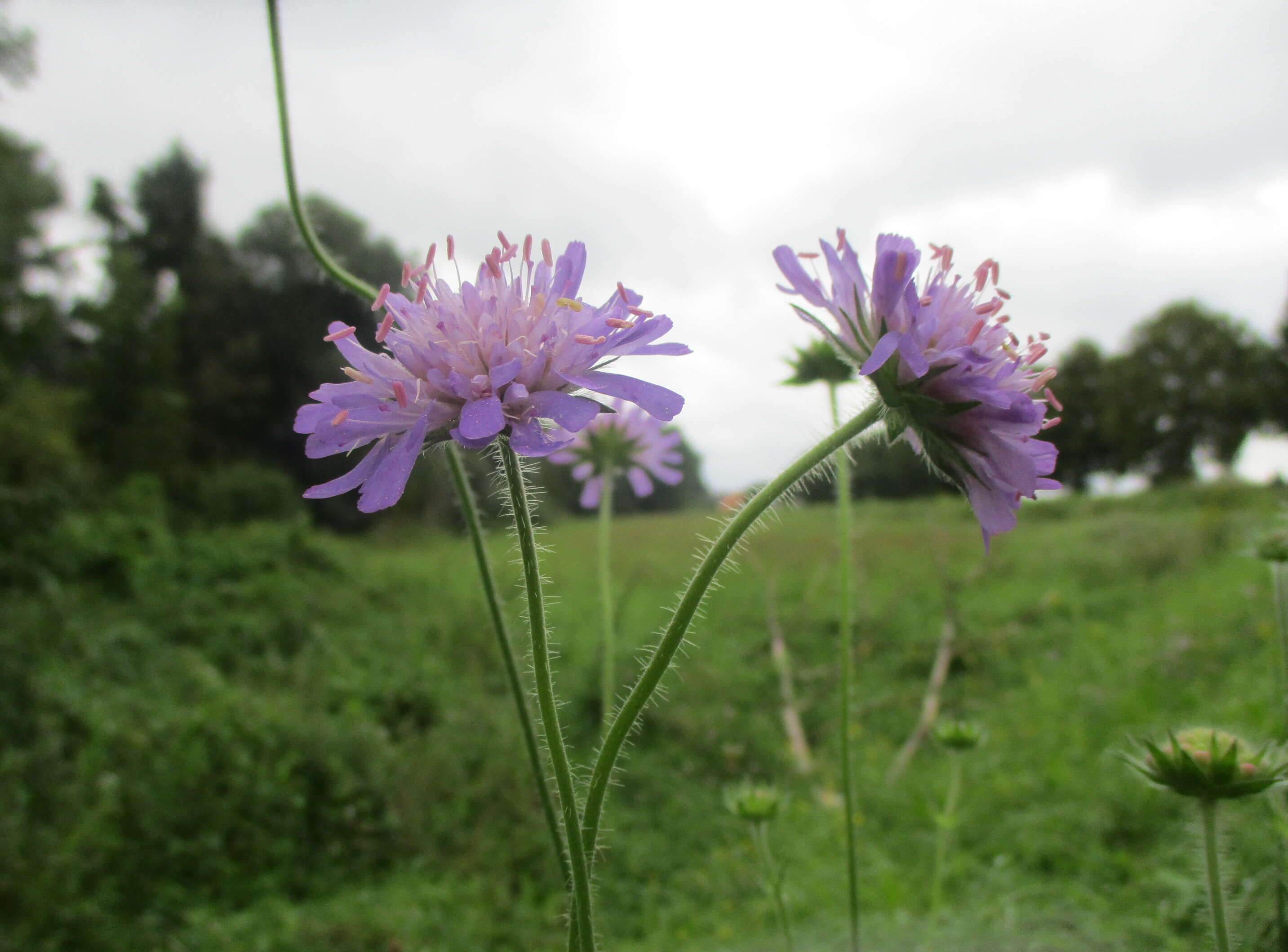 Слика од Knautia arvensis (L.) Coulter