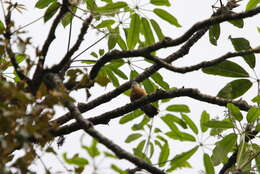 Image of Beautiful Nuthatch