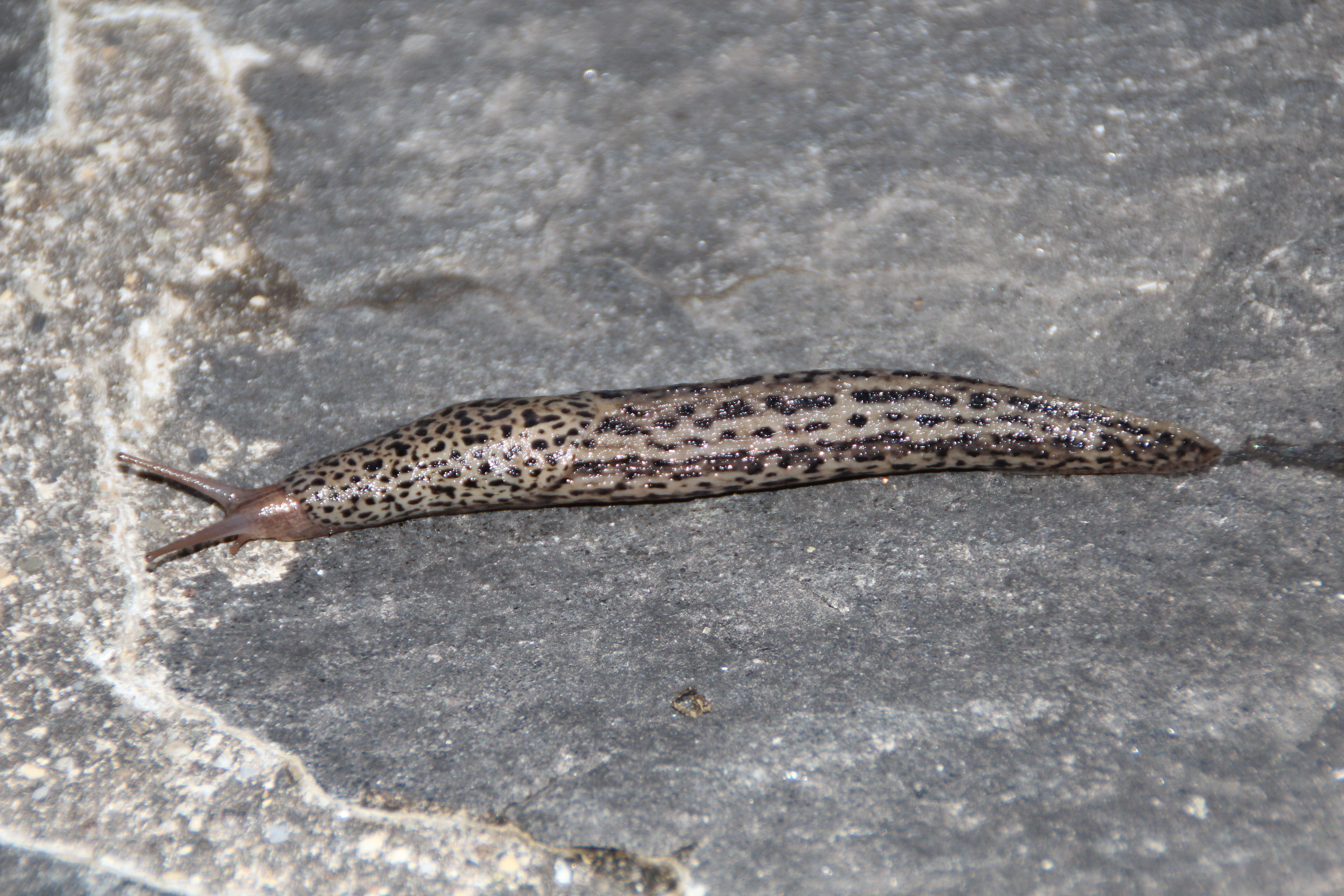 Image of garden slugs