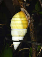 Image of <i>Liguus fasciatus</i>