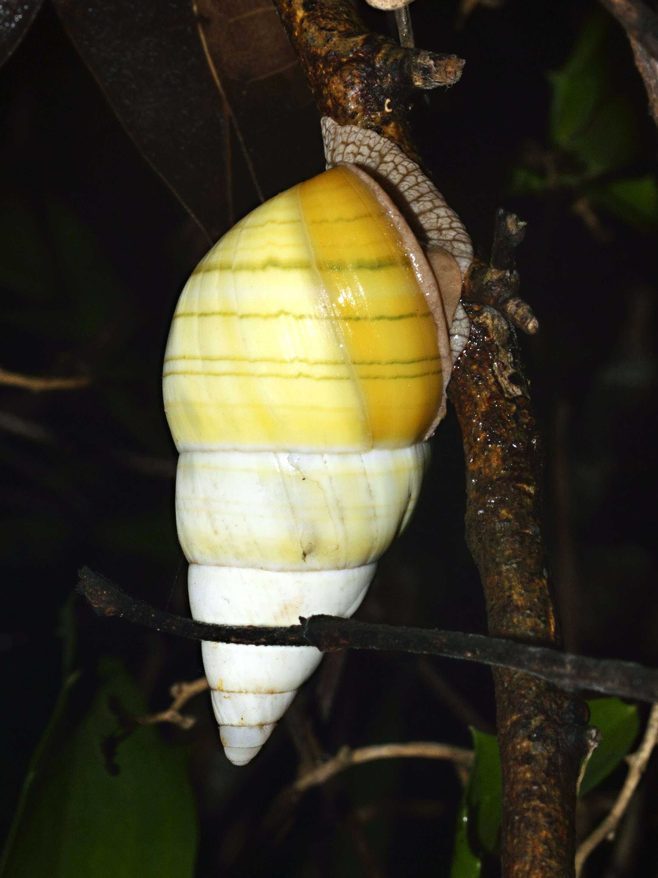 Image of <i>Liguus fasciatus</i>