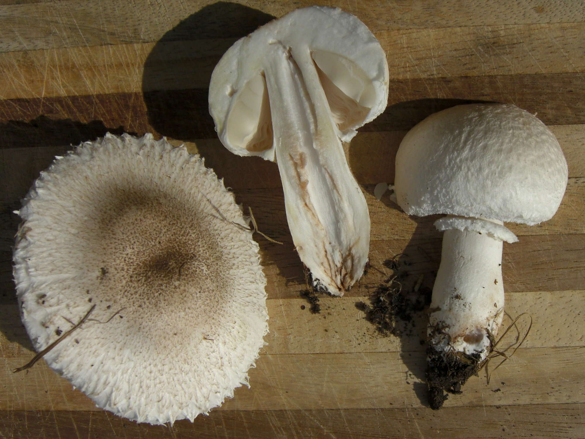 Leucoagaricus barssii (Zeller) Vellinga 2000 resmi