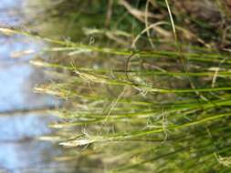 Image de Carex alba Scop.