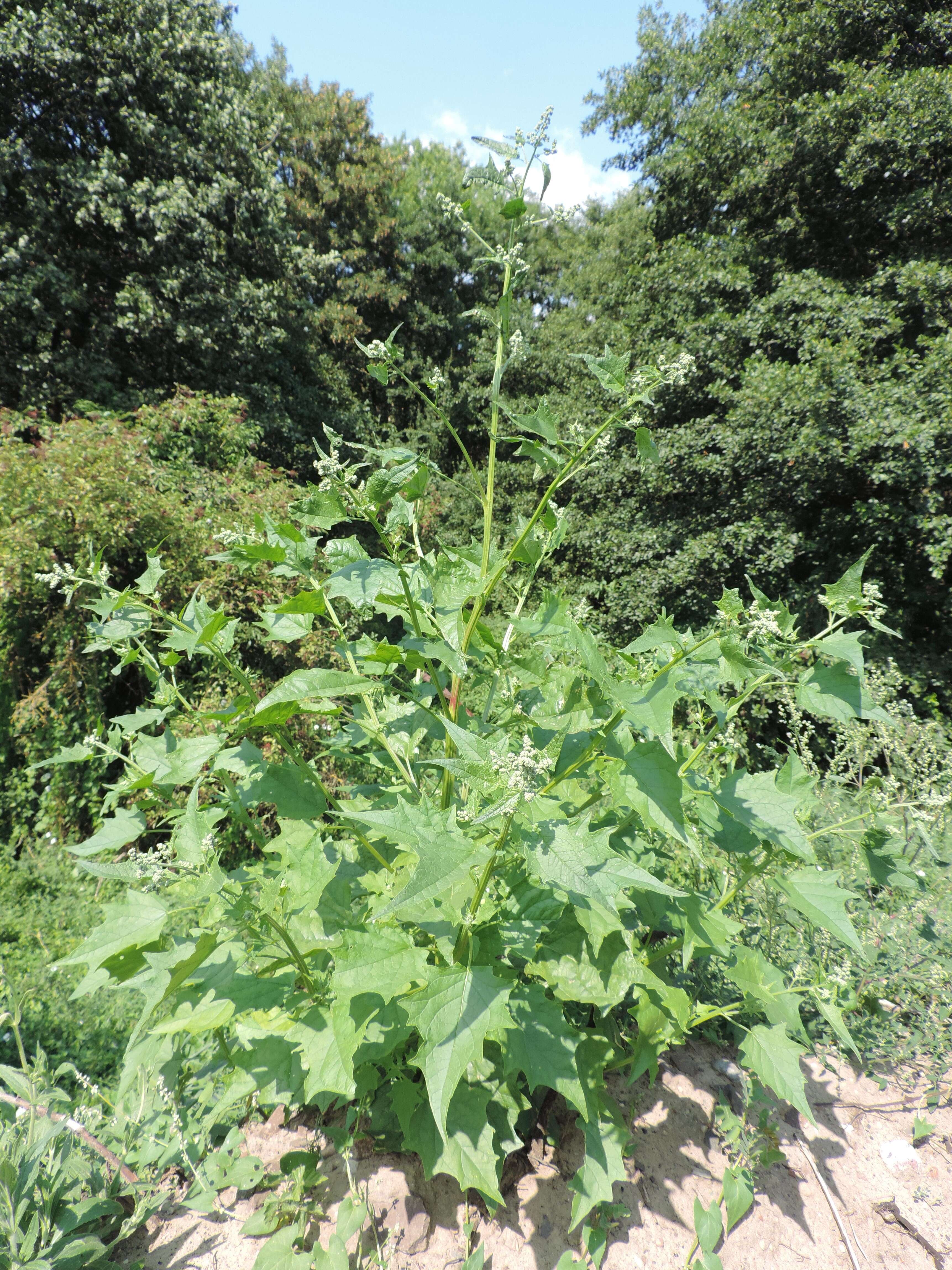 Image de Chenopodiastrum hybridum (L.) S. Fuentes, Uotila & Borsch