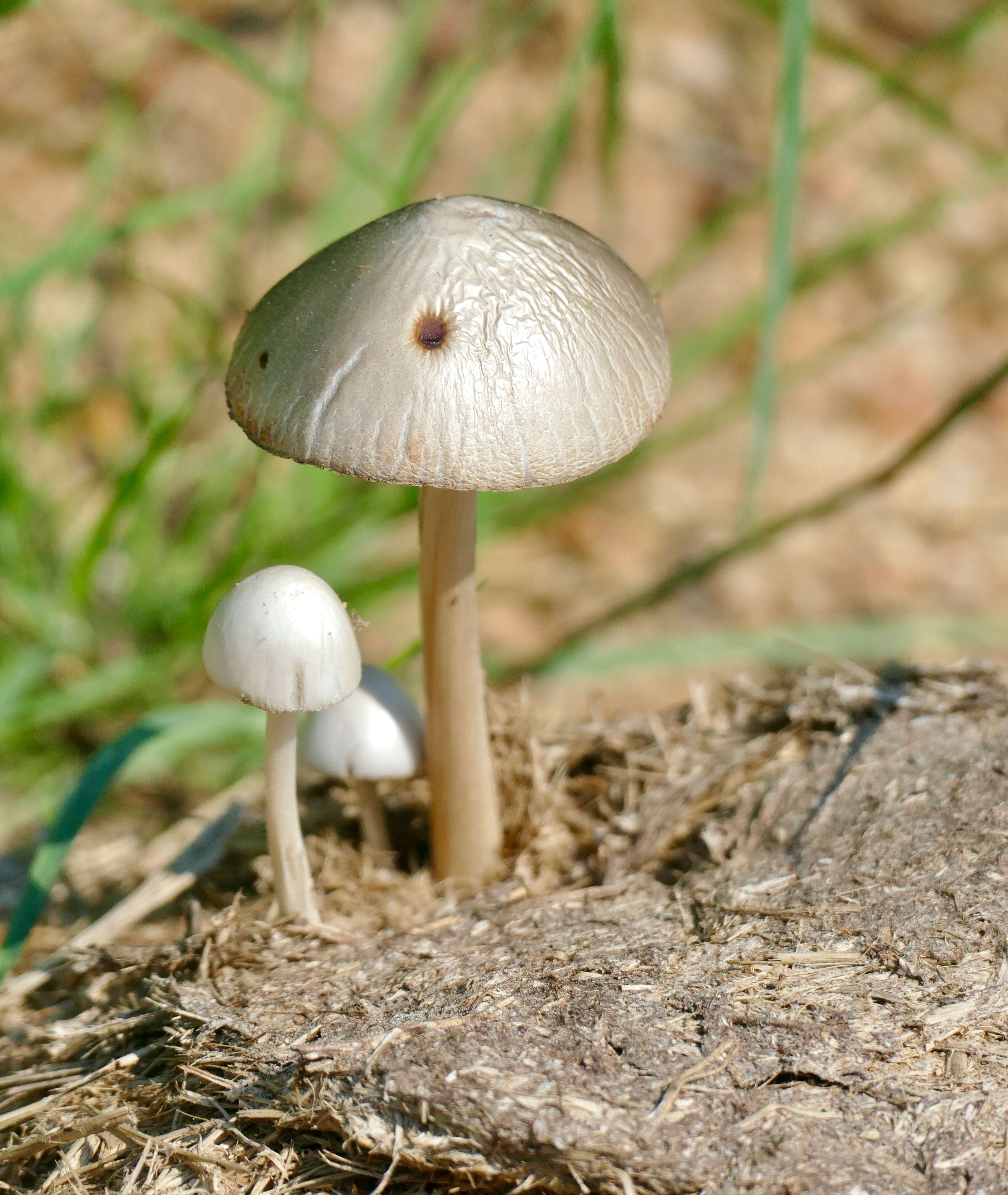 Image of Panaeolus antillarum (Fr.) Dennis 1961