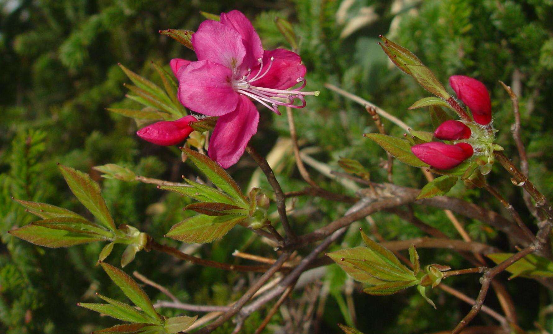 Image of Rhododendron albrechtii Maxim.