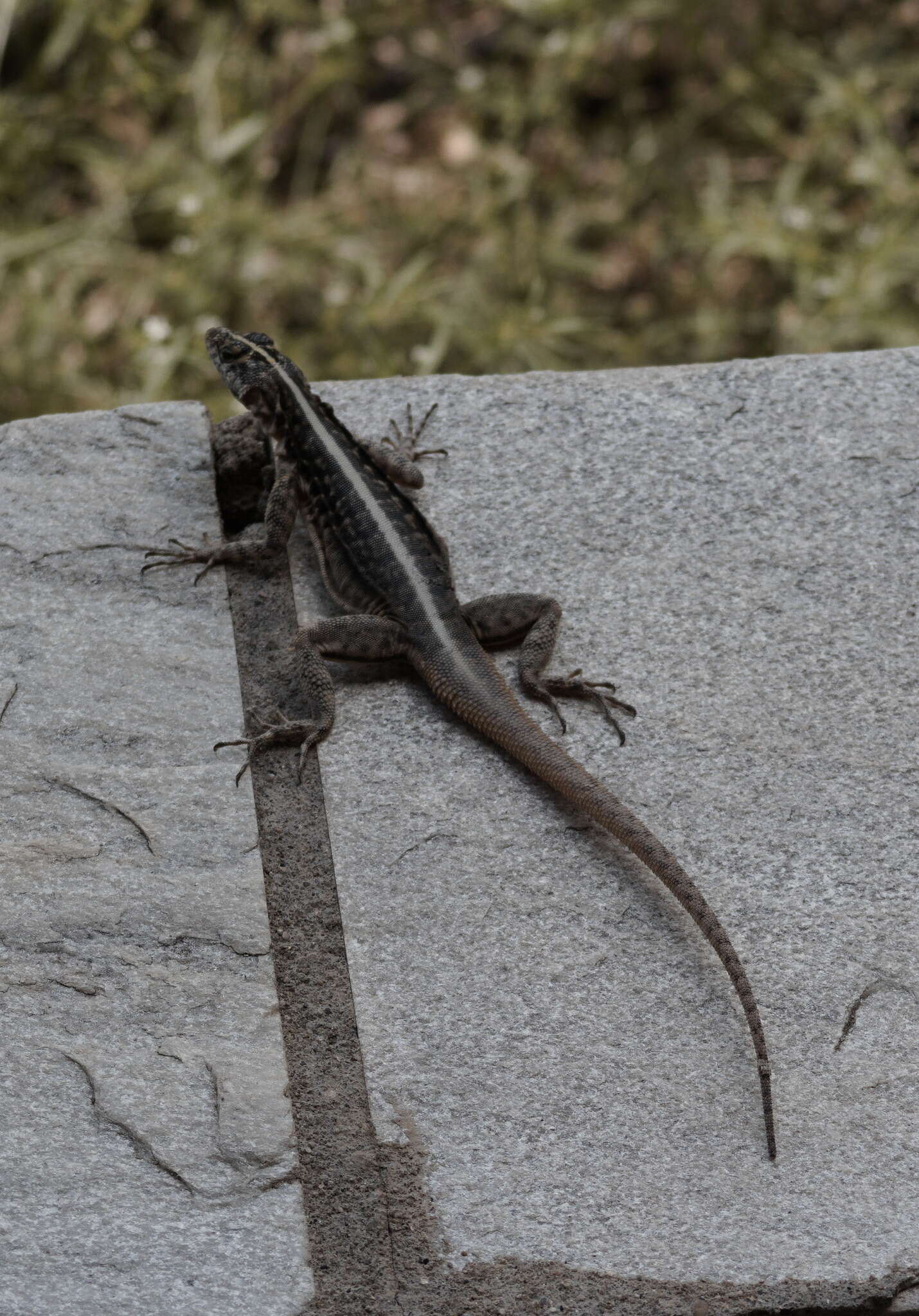 Image of Striped Lava Lizard