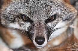 Image of Grey Foxes