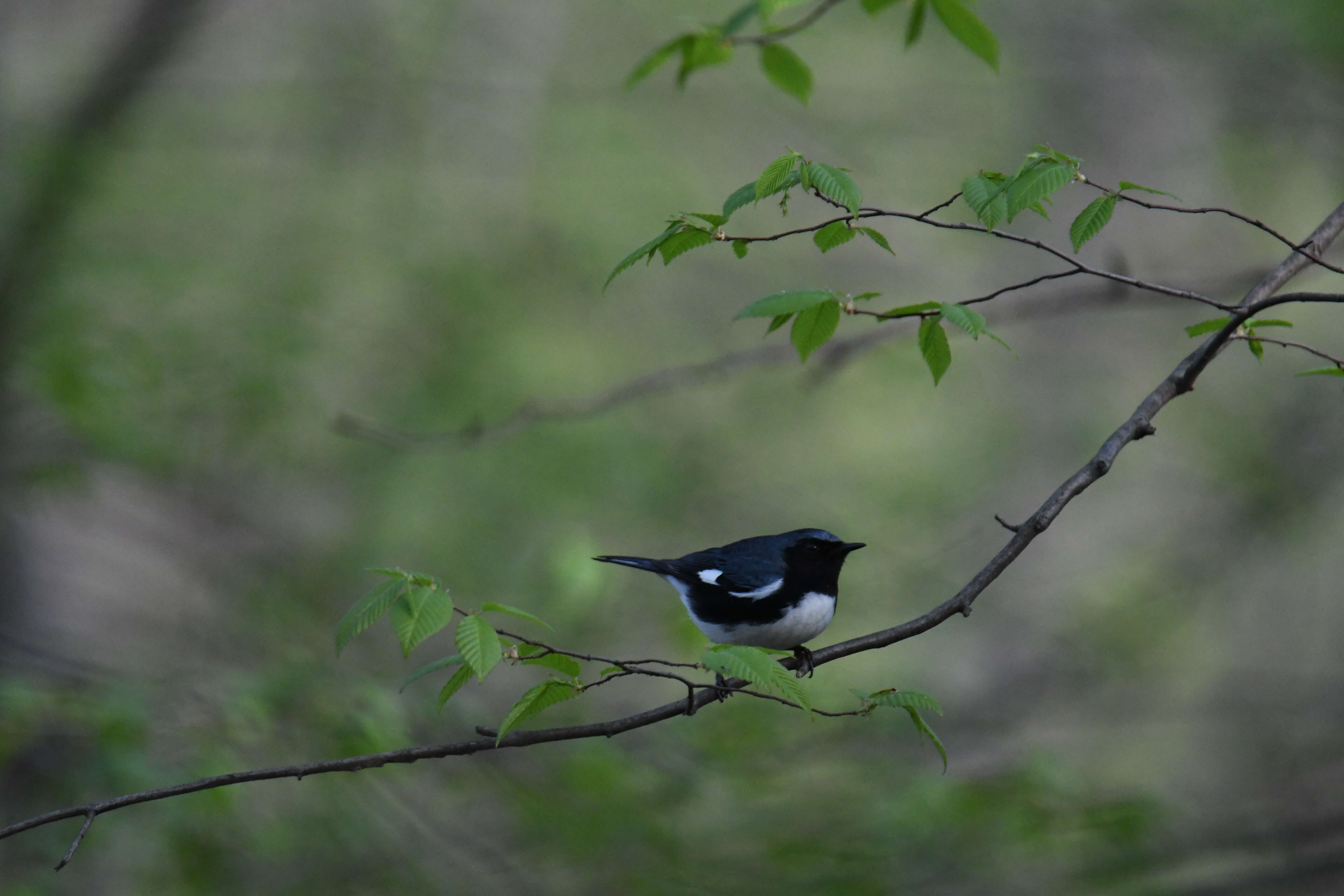 Imagem de Setophaga caerulescens (Gmelin & JF 1789)