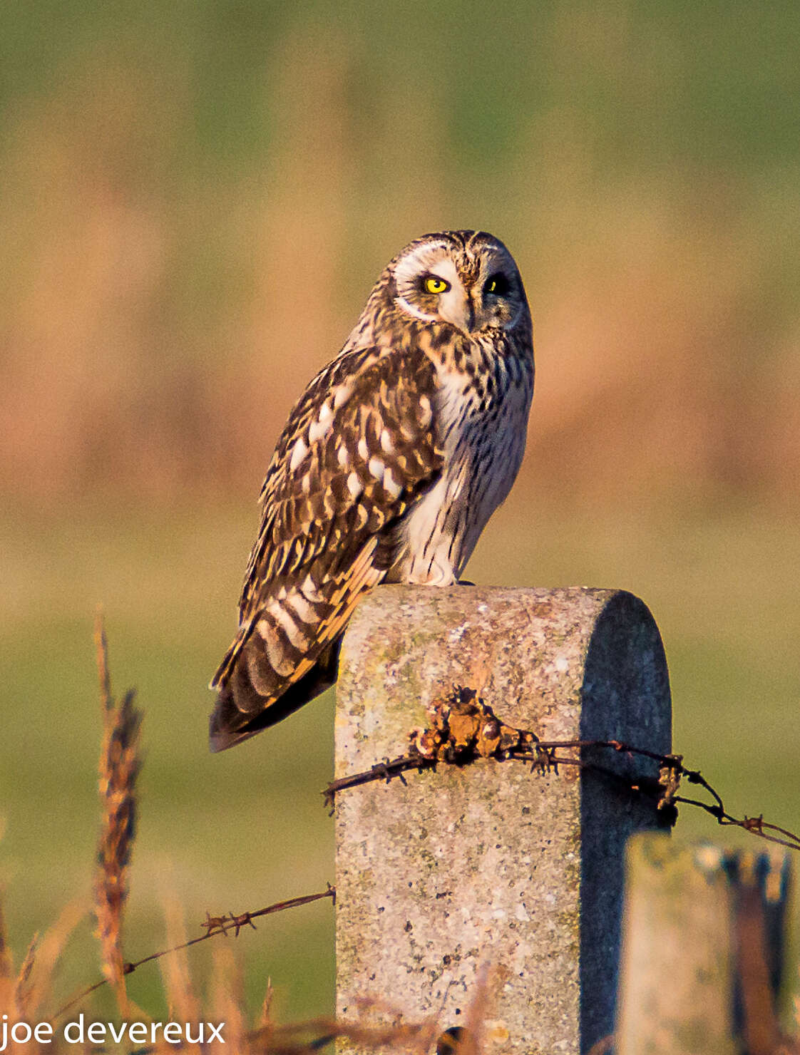 Image de Hibou des marais