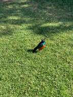 Image of Superb Starling