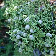 Sivun Juniperus californica Carrière kuva