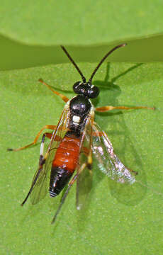 Image of Parasitoid wasp