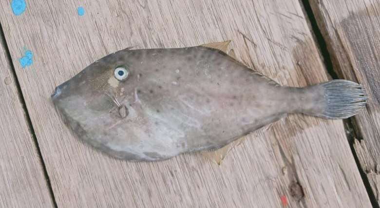 Image of Batfish