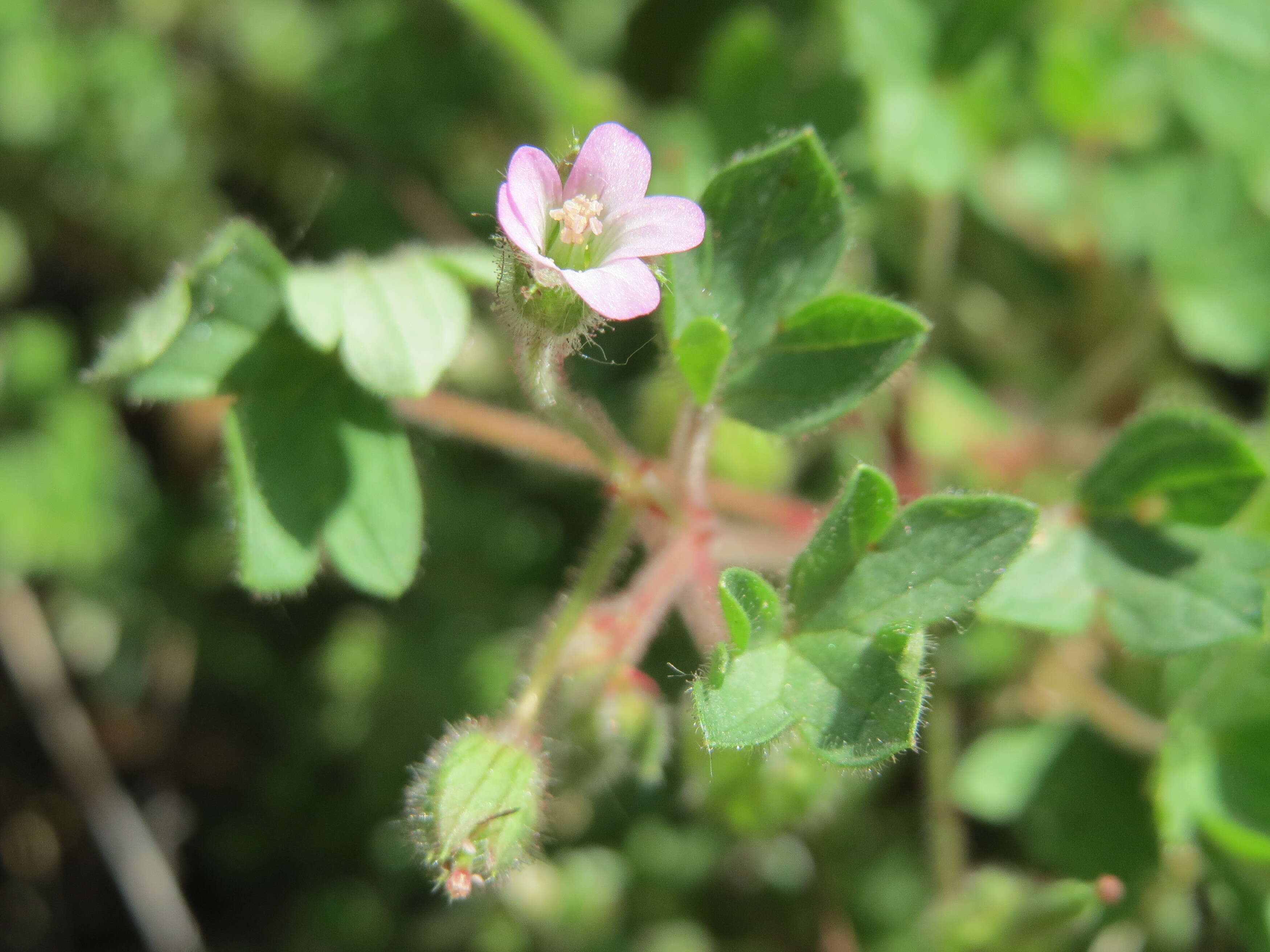 Image of Round-leaved Crane's-bill