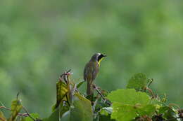 Image of Common Yellowthroat