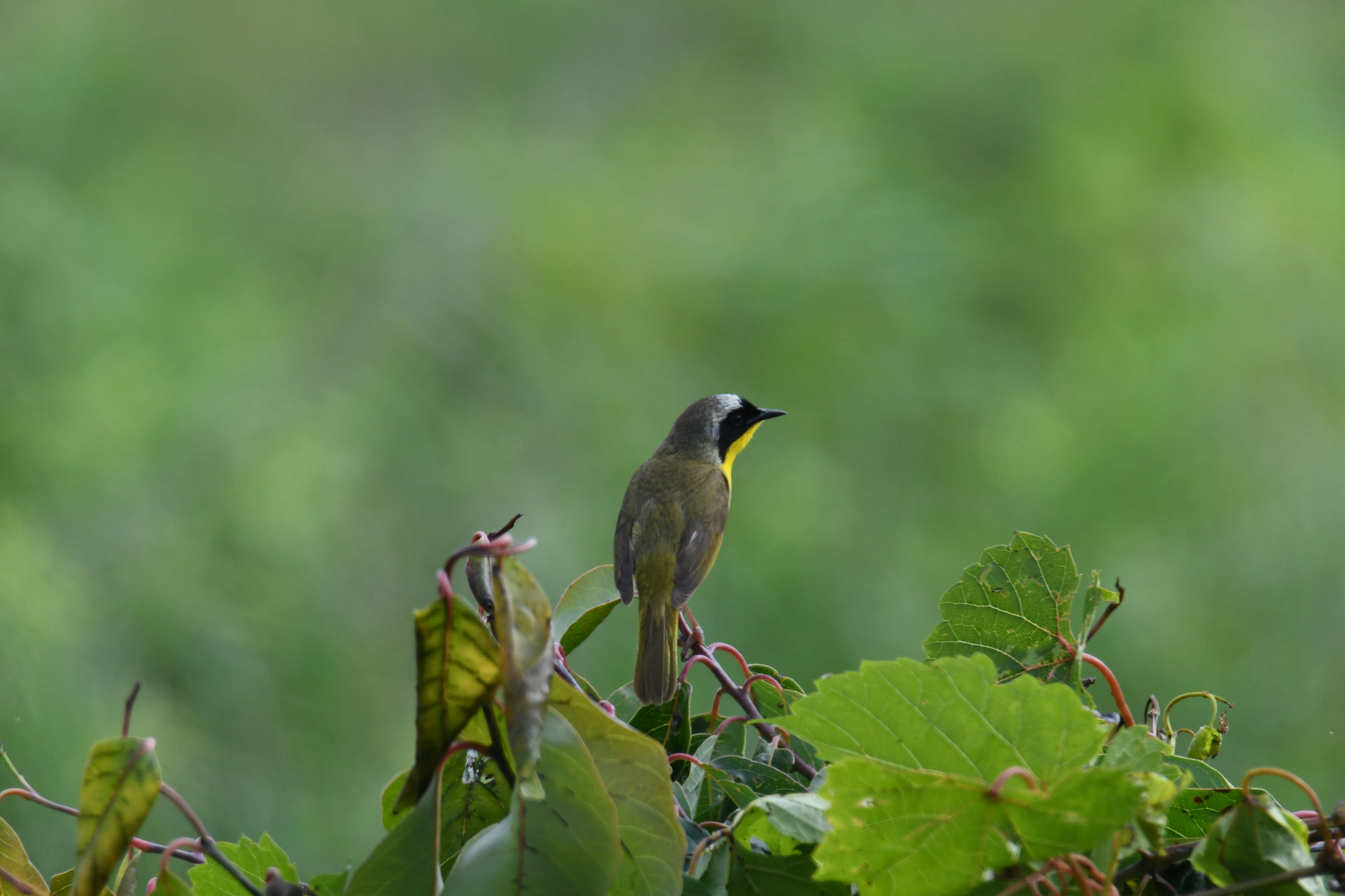 Geothlypis trichas (Linnaeus 1766) resmi