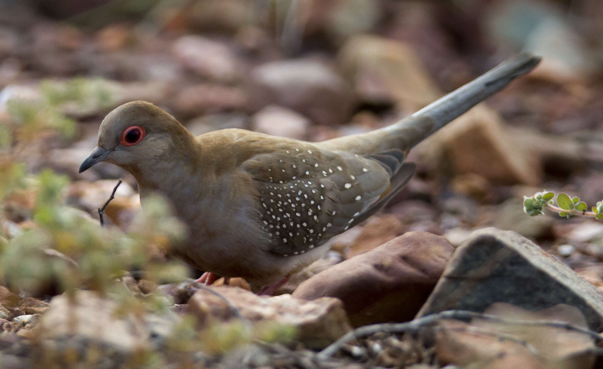 Image of Diamond Dove