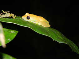 Image of Green Bright-eyed Frog