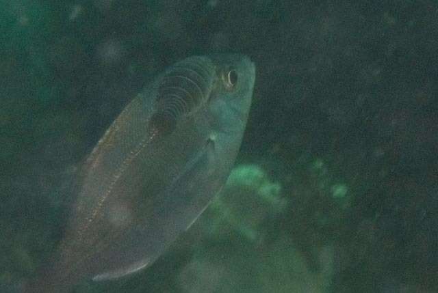 Image of Striped fish louse