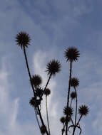 Image of small teasel