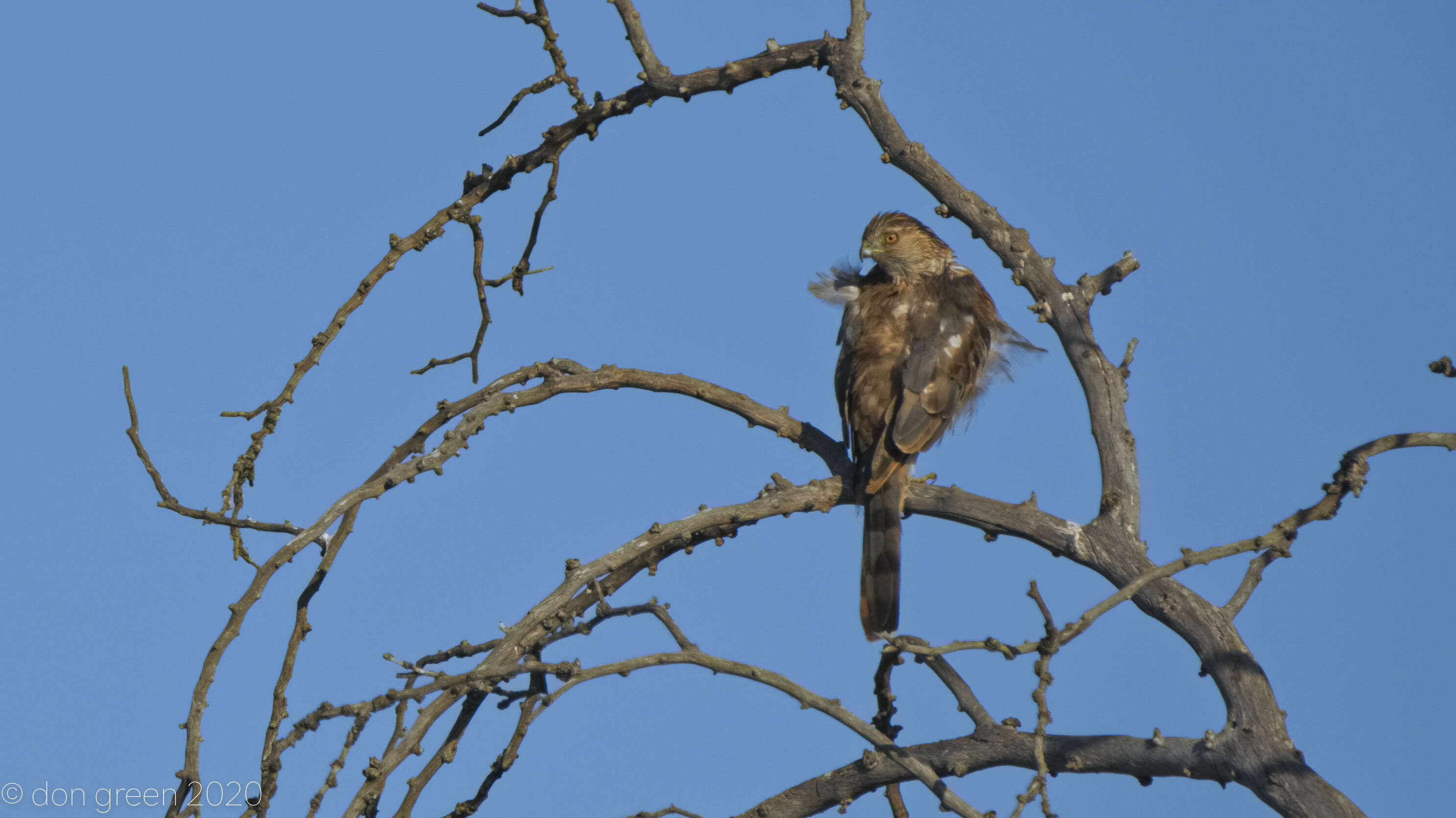 Image of Cooper's Hawk