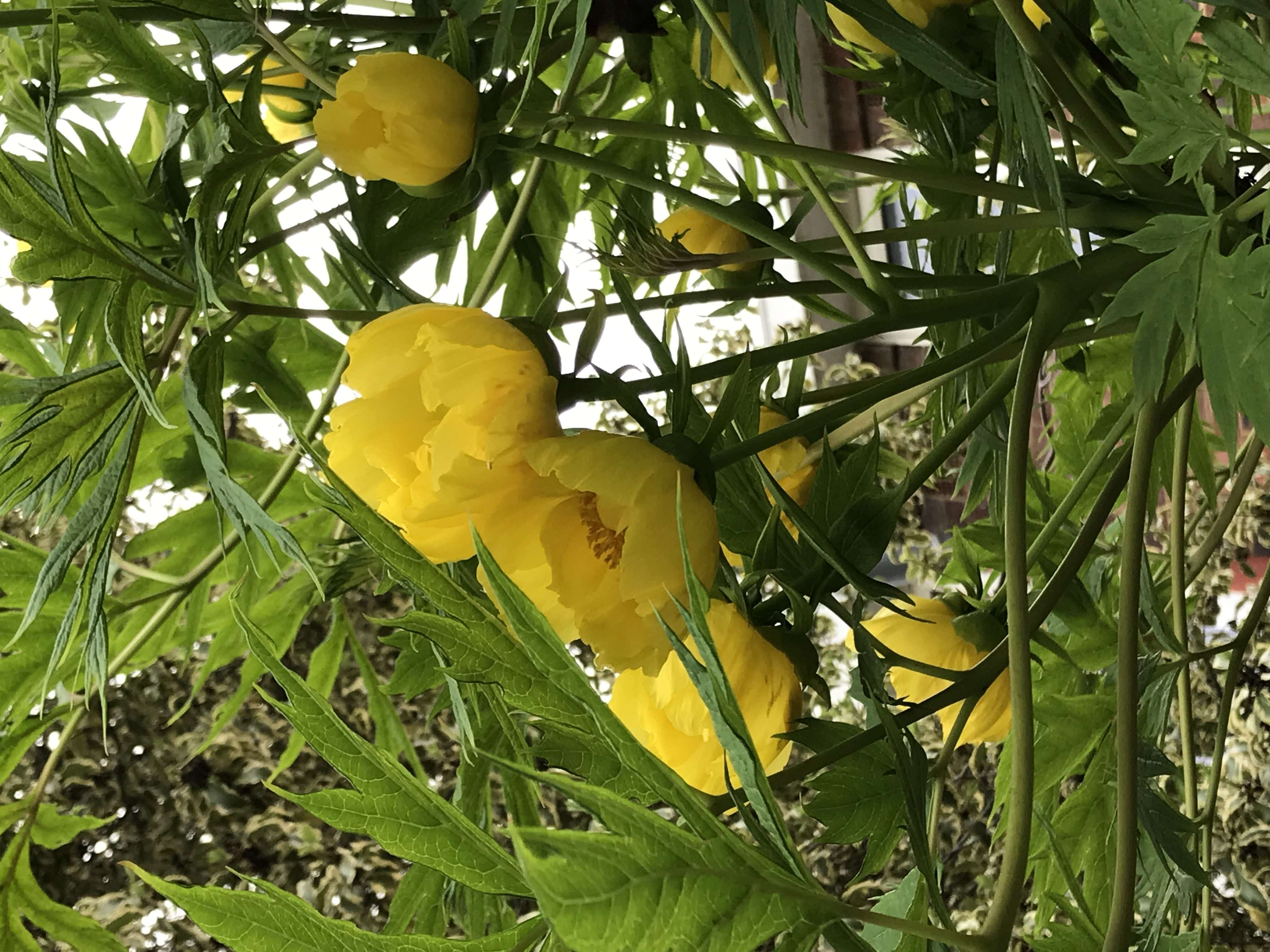 Слика од Paeonia delavayi subsp. ludlowii (Stern & G. Taylor) B. A. Shen