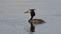 Image of Podiceps Latham 1787