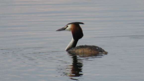 Image of Podiceps Latham 1787