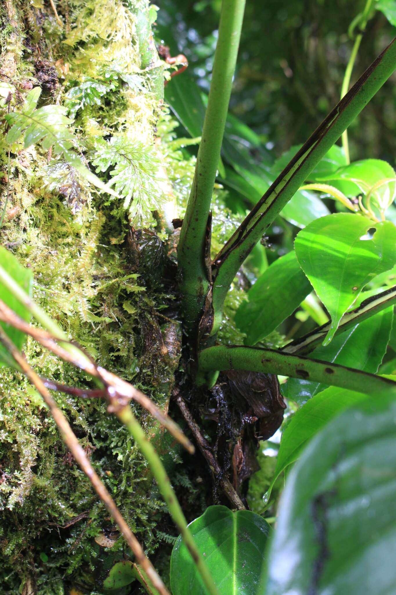 Image of Adanson's monstera