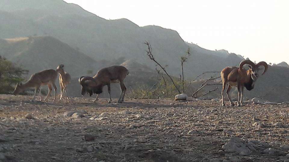 Image of Ladakh Urial