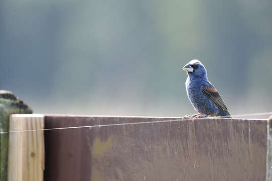 Image of Blue Grosbeak