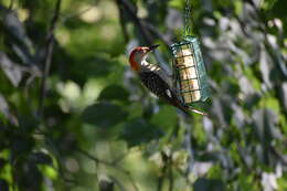 Image of Red-bellied Woodpecker