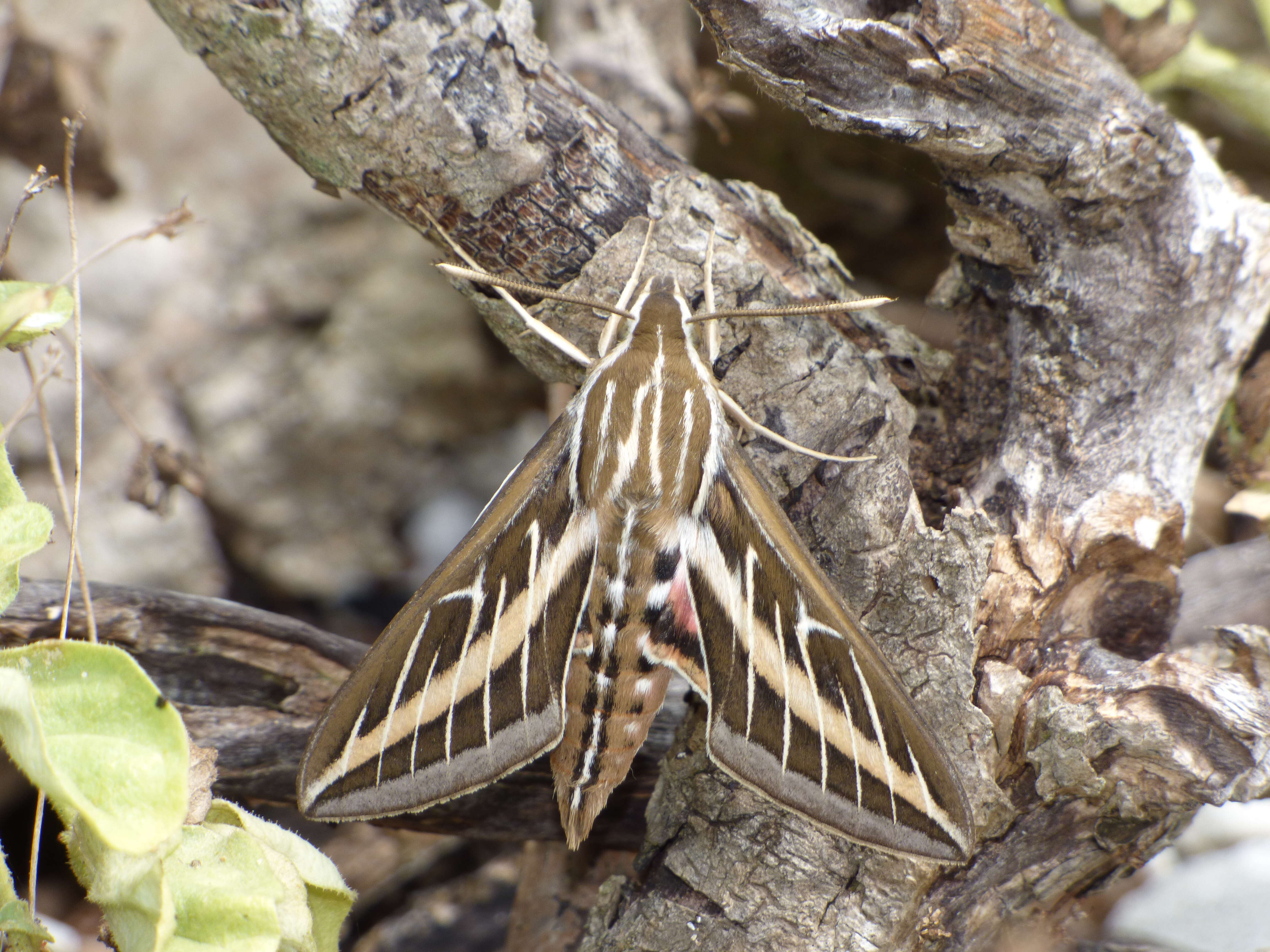 Image of White-lined Sphinx
